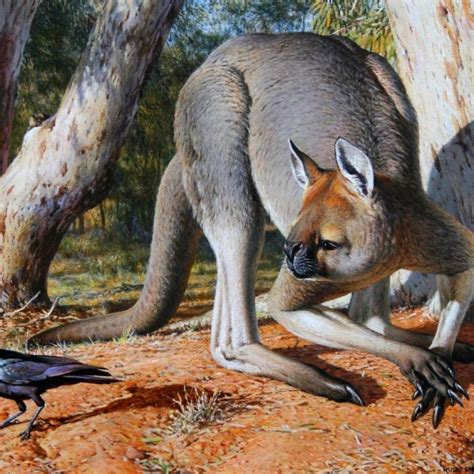 Credit: Julia Heinen. . What would happen if kangaroos went extinct